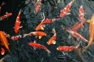Koi