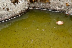 Was hilft gegen Mückenlarven im Teich
