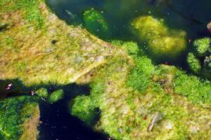Schaum im Gartenteich